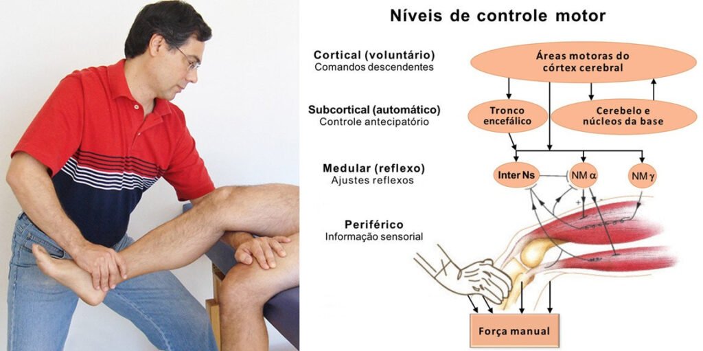 Fisioterapeuta realizando teste muscular ao lado de diagrama dos níveis de controle motor